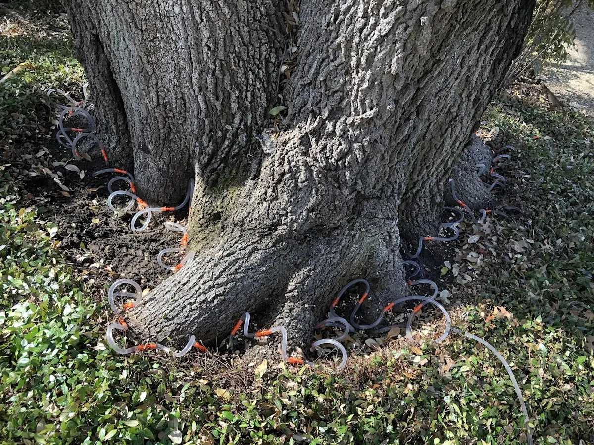 Detailed Tree Cabling and Bracing job site in Otter Rock