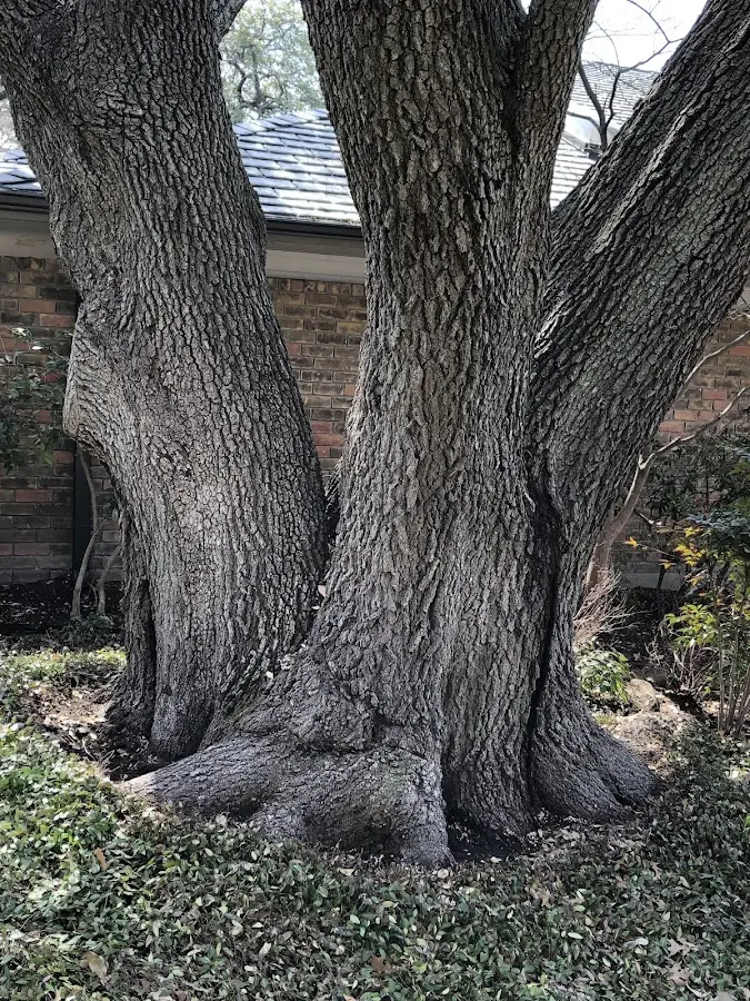 Mature heritage tree close to a Otter Rock property cared for by certified arborists